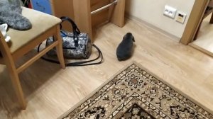 Кролик гуляет по квартире впервые/Как мы назвали кролика?