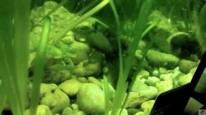 Поведение аквариумных рыбок. Сомики-анциструсы. Бои в аквариуме.