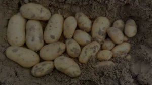 Где Купить Семена Картофеля Королева Анна