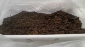 Посадка семян голубой ели. Продолжение