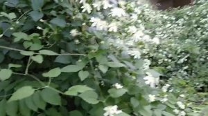 Клематис летний снег мощнейшая лиана Алина хозяйка
