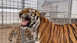 Тигры линяют