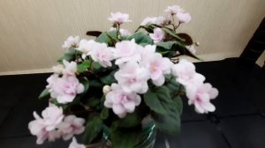 Фиалка трейлер. Rob's Vanilla Trail и Dancin Trail.