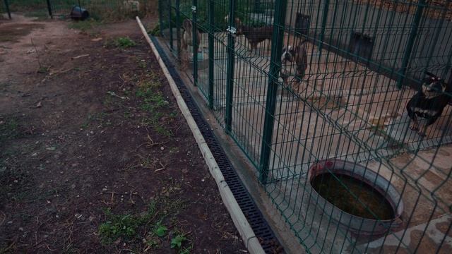 Как живут собаки в Питомнике Собак? Ждем роды Английского Бульдога. смотреть онлайн