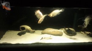 Псевдоплатистома тигровая (Phseudoplatystoma faciatium) содержание и уход