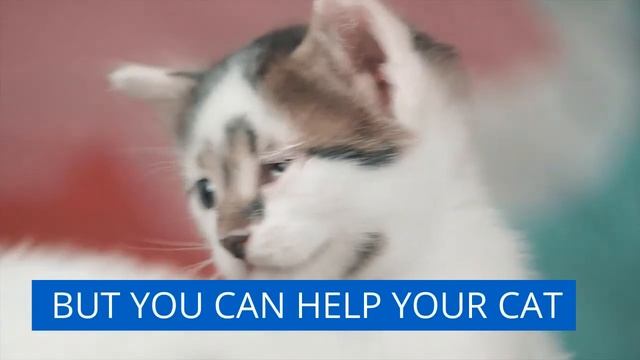 BestLife4Pets Breathe Easy Respiratory Support for Cats смотреть онлайн