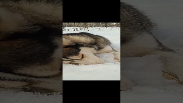 Аппетит приходит во время прогулки на свежем воздухе