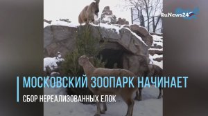 Московский зоопарк начинает сбор нереализованных елок