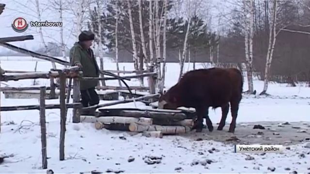 Умётский фермер рассказал, как увеличил поголовье коров в 8 раз смотреть онлайн