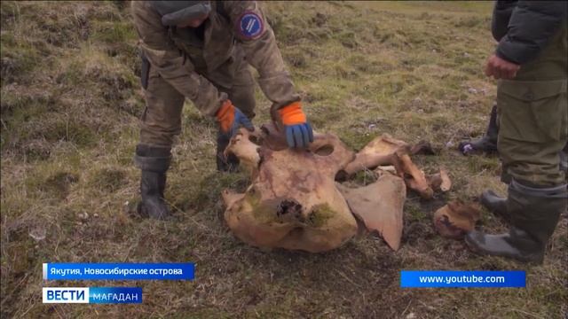 Ученые СВКНИИ приступили к изучению останков мамонта, найденные летом на Чукотке