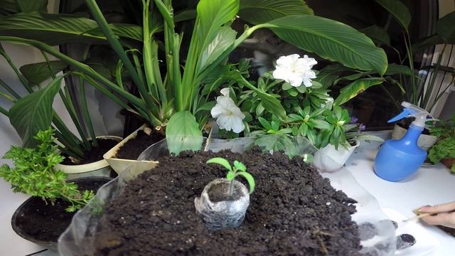 Помидоры черри на подоконнике. 2 часть. смотреть онлайн