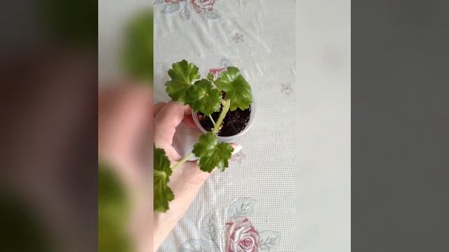 #011 Patricia Andrea Тюльпановидная пеларгония смотреть онлайн