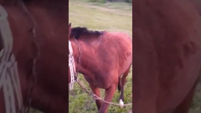 Красивая гнедая лошадь? лошади/чистокровная верховая/ахалтекинская/арабская