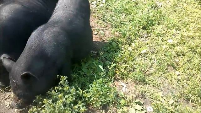 Вьетнамские свиньи / Кормлю хлебом / Зауральское подворье .. смотреть онлайн