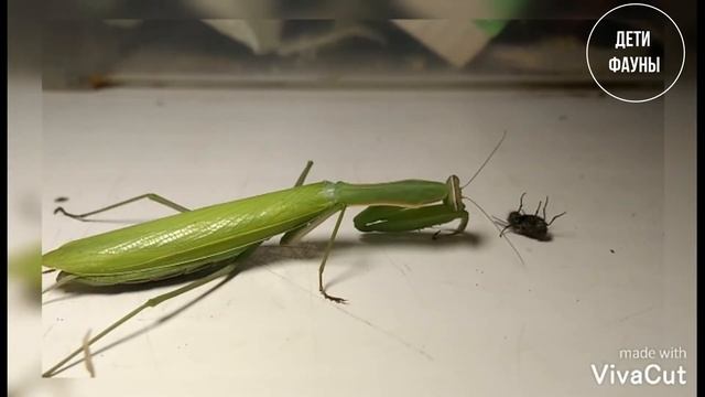 Кормление богомола смотреть онлайн