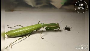 Кормление богомола