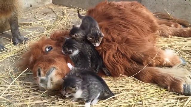 Вольер пони и капибары смотреть онлайн