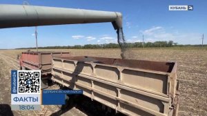 От семечки до масла: как на Кубани проходит уборка подсолнечника