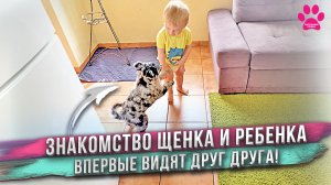 Мы купили самую умную собаку в мире! Как прошло знакомство щенка и сына?
