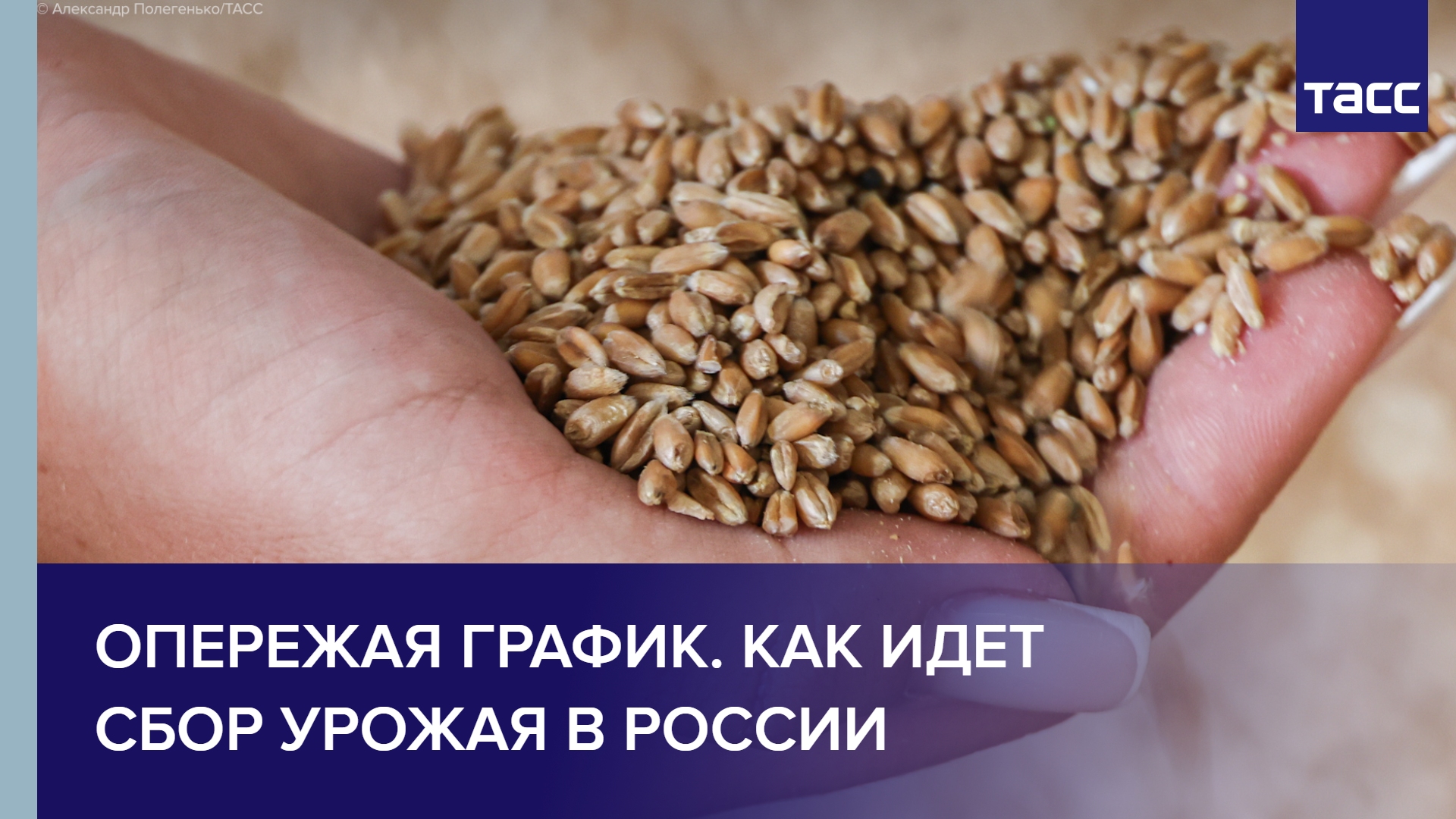 Опережая график. Как идет сбор урожая в России