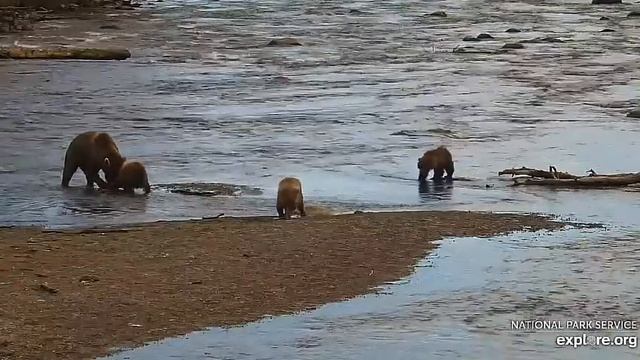 Медвежонок боялся лапы замочить, но кусок рыбы достался#Katmai National Park, Alaska 2023 смотреть онлайн