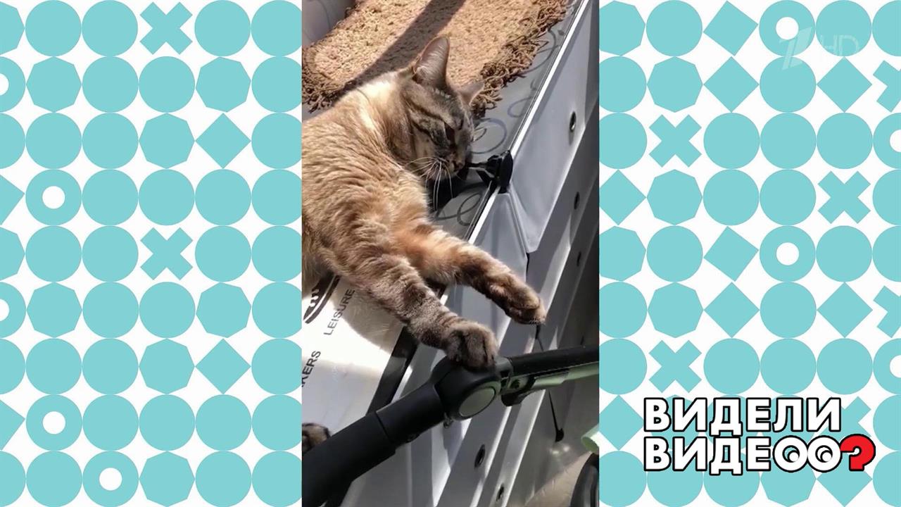 Усатый нянь. Видели видео? Фрагмент выпуска от 18.10.2020