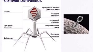 9 класс. Биология. Система органического мира. Вирусы, прионы, вироиды.