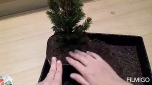 ?Сохраняем до весны Ель "Коника" , купленную в "Пятёрочке"? / Пересадка ели после покупки