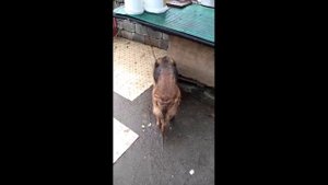 Как лечить собаку от клещей