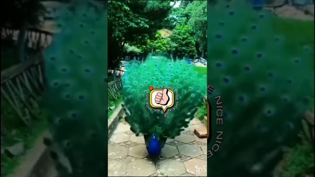 Dancing Peacock. Танцы Павлина