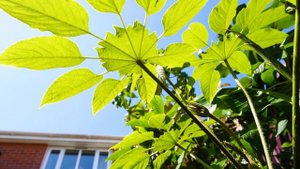 How to grow a TROPICAL JUNGLE in a small garden