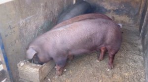 Дешёвый корм для свиней.