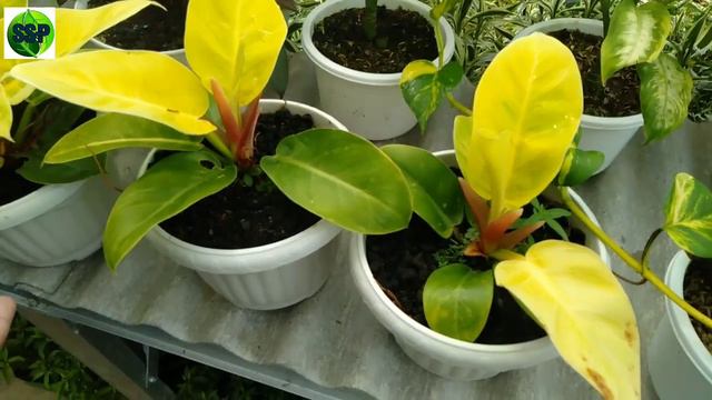 CEK HARGA AGLONEMA, HARGA ALOCASIA, HARGA ANTHURIUM, HARGA PHILLO, HARGA SANSIVIERA, HARGA BEGONIA смотреть онлайн