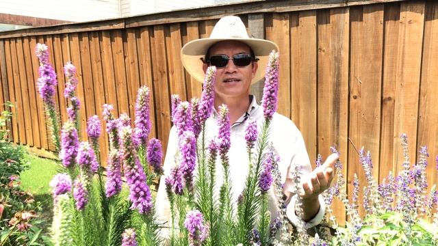 Plant Profile: Dense Blazing Star - Liatris spicata смотреть онлайн