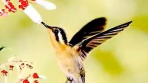 Волшебный полет колибри