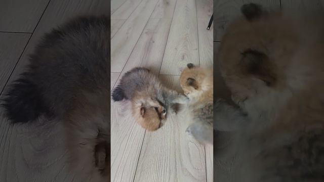 Маленькие шпицули❤ Щенки помераского шпица, соболиный окрас💕