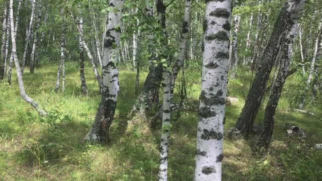 выборы в лесу