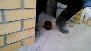 Беларусы Жгут)))