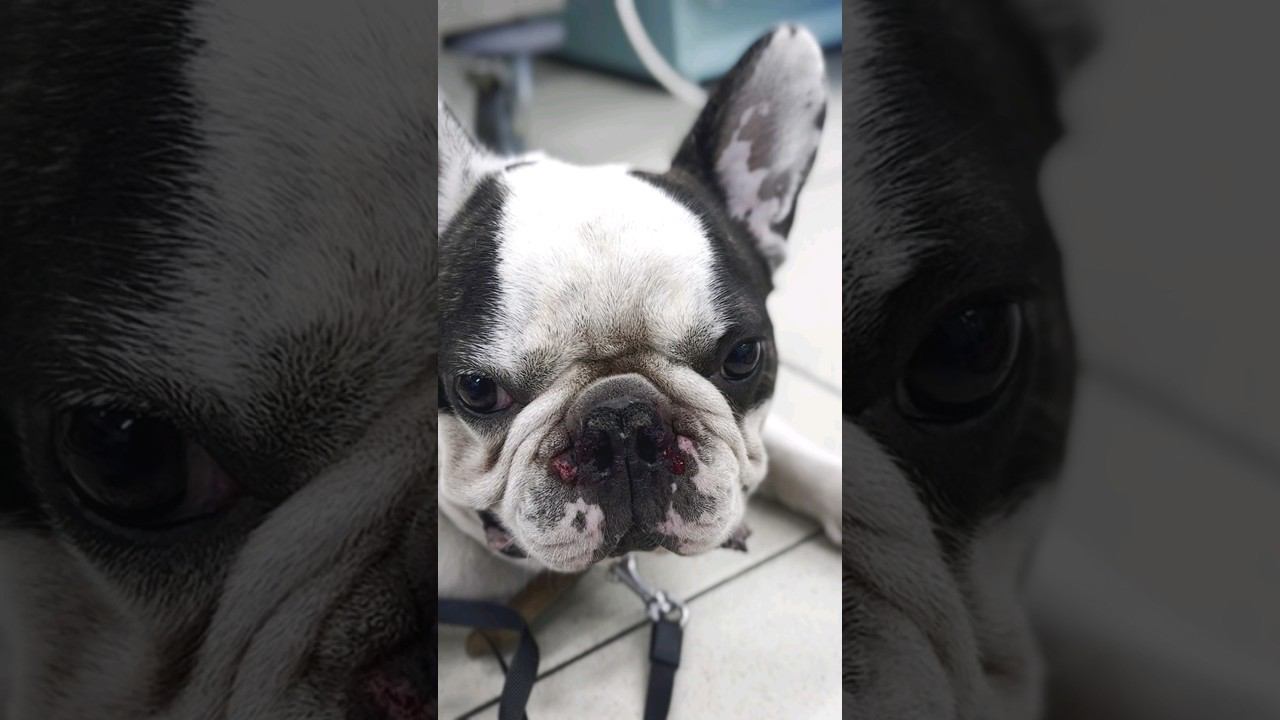 Обзор на французского бульдога и волка #ветеринария #будниветеринара #волк #бульдог #брахицефал #нос смотреть онлайн