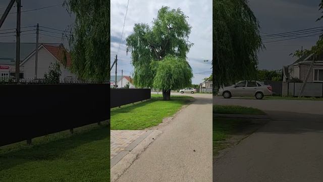 Ива- это дерево или куст? смотреть онлайн