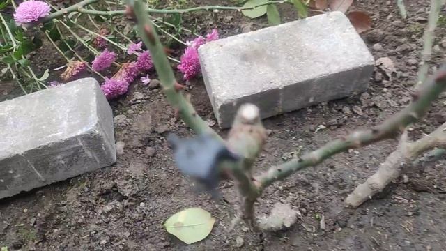 Обрезка и укрытие чайногибридных роз.Вариант укрытия роз подручными средствами.