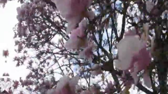 Magnolia Tree смотреть онлайн