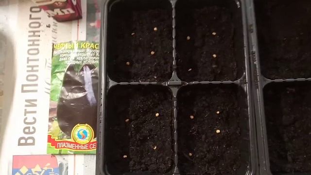 Начинающий огородник. Баклажан Черный красавец. 15.02.2021. смотреть онлайн