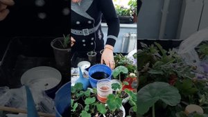 Как черенковать хризантемы мультифлору осенью?