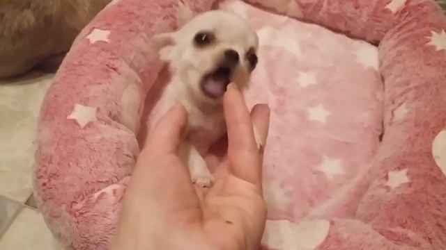 мини чихуахуа Шани Шан Нано Кроха смотреть онлайн