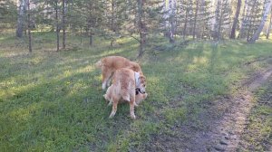 Мать учит своих алабашек