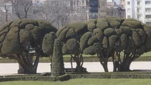 5 САМЫХ СТРАННЫХ ДЕРЕВЬЕВ В МИРЕ - Интересно посмотреть