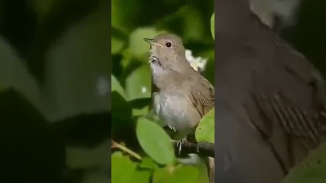 Birdsong .mp4 смотреть онлайн
