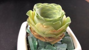 🌴 Rare Greenovia Diplocycla Gomera Plant 🌴 Mountain rose 🌴 Aeonium Succulent Houseplant