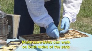 Как применять Тау-флувалинат и Кумафос от клещей Варроа? Препараты Апистан и Чекмайт+ (КПБ)